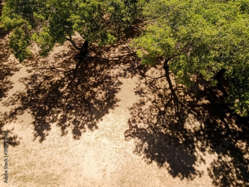 Aerial View Of Lush Green Trees Casting Shadows On Ground