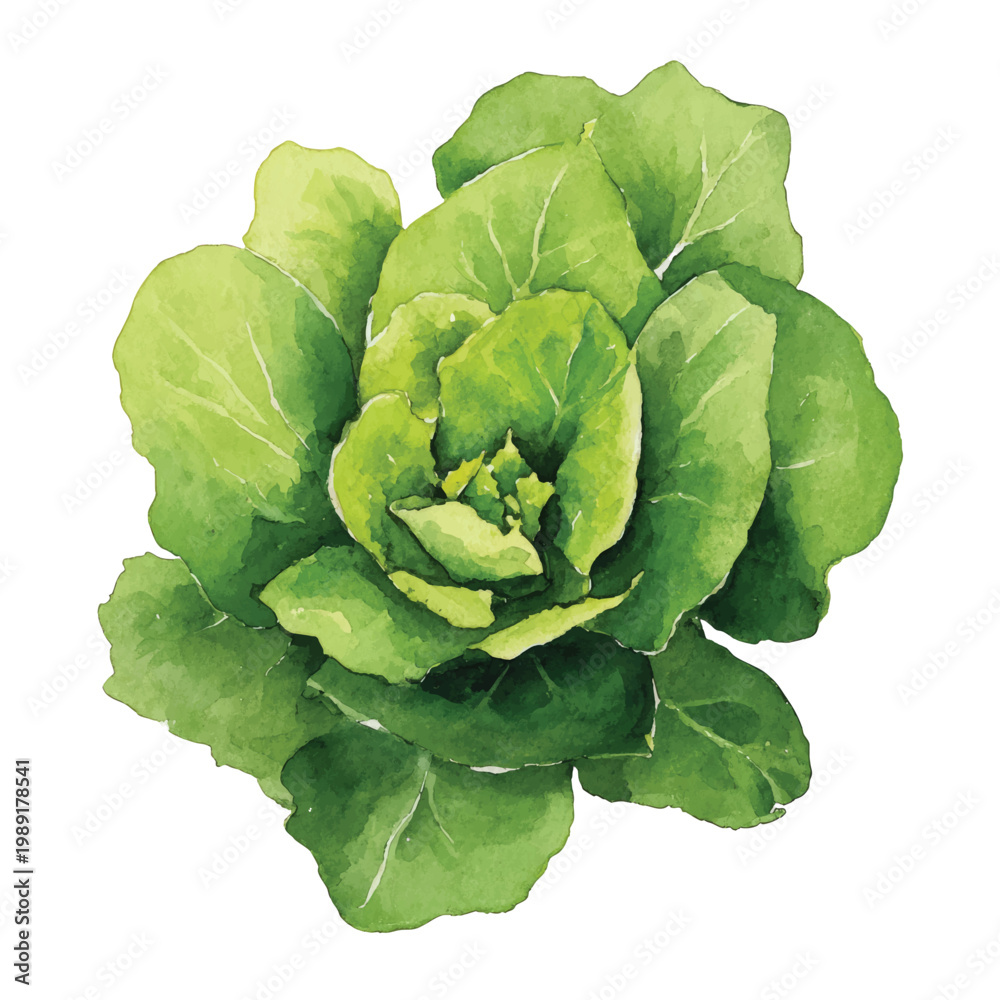 Fototapeta premium Fresh Green Lettuce Vegetable Plant.