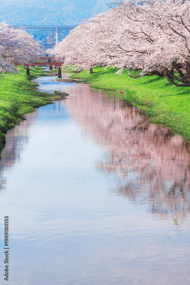 Obraz premium 春の青空の下に続く玉湯川沿いの桜並木風景