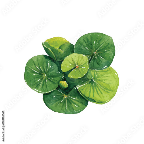 Green lotus leaves floating on water.