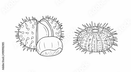 Outline drawings of two spiky, round objects, one with a shell