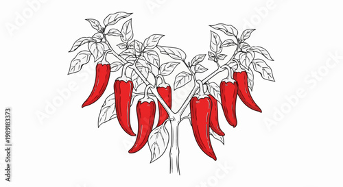 Red chili peppers ripening on a branch with green leaves