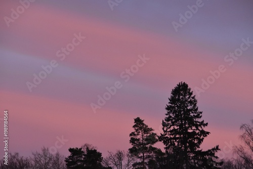 Colorful clouds and dark treetops in silhouette.