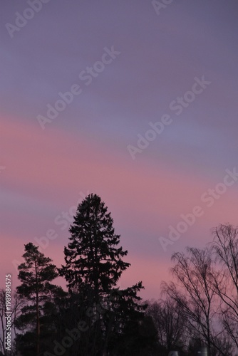 Colorful clouds and dark treetops in silhouette.