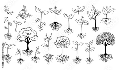 Plant growth vector set black white nature botanical illustration