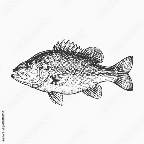 Rock Bass Stippled Vector Art