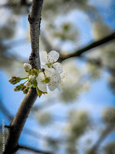 Obraz na płótnie blooming cherry tree