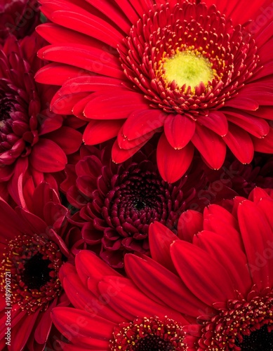 Close-up of vibrant red gerbera daisies with yellow centers