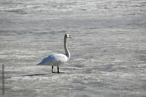 A mute swan on sea ice.