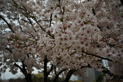 Sakura, the iconic cherry blossoms that transform landscapes into a soft pink wonderland. Symbolizing renewal, hope, and the fleeting nature of life.