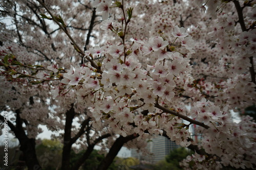 Cherry blossoms are delicate flowers that symbolize beauty, renewal, and the fleeting nature of life. Their soft pink and white petals bloom gracefully in spring, creating breathtaking and romantic la