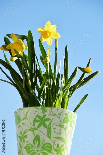 A blossoming daffodil in a flower pot.