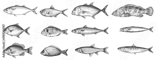 Detailed Vintage Engraving Style Ocean Fish Collection. Hand Drawn Marine Life Line Art for Seafood Packaging, Restaurant Menus, and Fishing Branding.