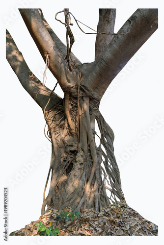 The banyan tree has roots that hang down and wrap beautifully around the trunk isolated on white background, clipping path included.