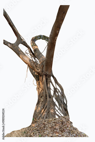 The banyan tree has roots that hang down and wrap beautifully around the trunk isolated on white background, clipping path included.