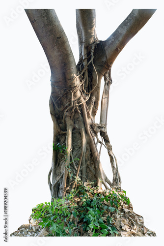 The banyan tree has roots that hang down and wrap beautifully around the trunk isolated on white background, clipping path included.
