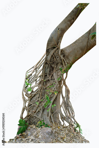 The banyan tree has roots that hang down and wrap beautifully around the trunk isolated on white background, clipping path included.