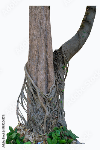 The banyan tree has roots that hang down and wrap beautifully around the trunk isolated on white background, clipping path included.