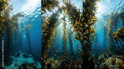 Sunlight streaming through a deep sea kelp forest underwater scene