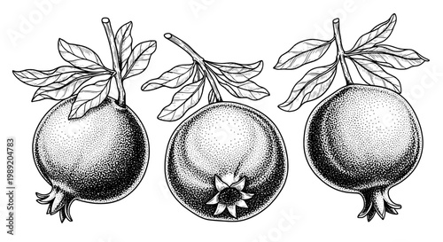Pomegranate fruit botanical engraving with ink sketch texture, leaves and stem details for vintage food packaging and design