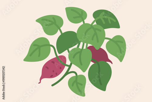 Cartoon sweet potato plant with heart shaped leaves and reddish purple tubers on beige background.