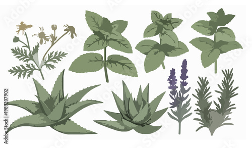 Medicinal plants collection vector hand drawn botanical illustration with chamomile mint lavender and herbs