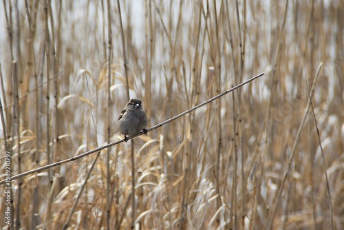 A cute little sparrow is sitting on a dry reed in early spring.