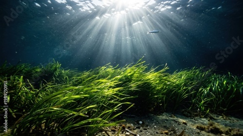 Underwater view of sunlight rays piercing through green seagrass meadow
