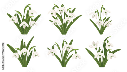 Set of six groups of delicate white snowdrop flowers with green leaves, symbols of early spring, on a white background.