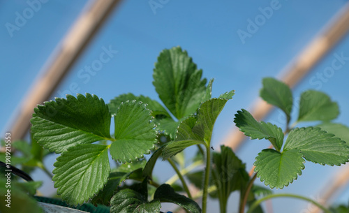 Strawberries grow in a greenhouse.