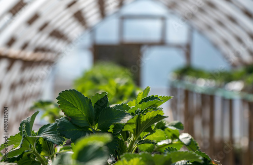 Strawberries grow in a greenhouse.