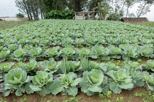 Rows of Cabbage Plants on a Small Organic Farm Field With Rustic Shed in Background