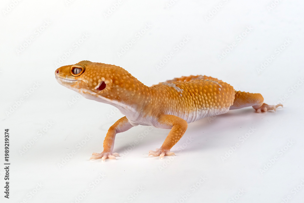 Fototapeta premium a leopard gecko among a white background