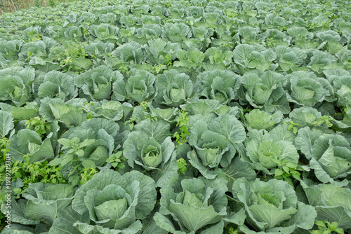 A wide view of a lush cabbage field with rows of fresh green plants growing in natural farmland