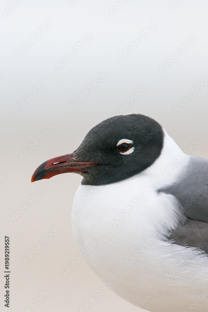 Obraz premium Portrait of an Laughing Gull (Larus atricilla) against sand