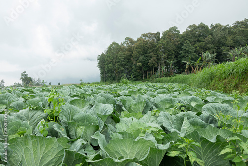 Dense rows of vibrant green cabbage heads growing closely together on an organic farm, forming rich leafy textures and natural agricultural patterns.
