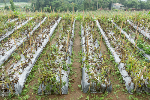 Withered Vegetable Crop Rows on Small Farm Field With Plastic Mulch and Bamboo Stakes