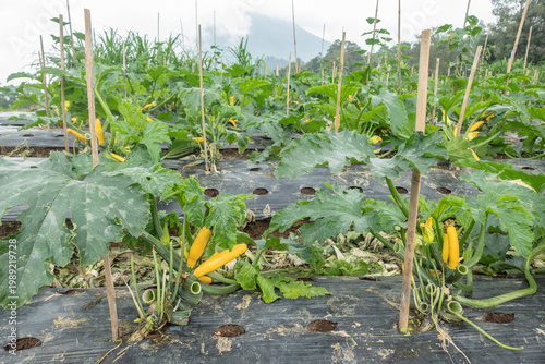A wide view of a zucchini farm with rows of green plants and yellow squash growing in an organized agricultural field, set against a natural rural landscape.
