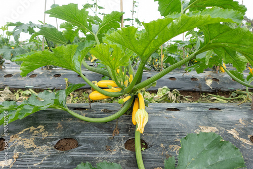 A low-angle view of a zucchini plant with multiple yellow squash growing, highlighting fresh organic produce