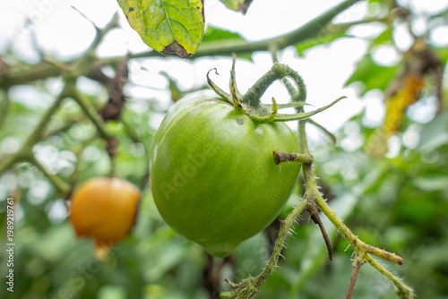 A close-up of an unripe green tomato growing on the vine, highlighting natural texture, fresh organic produce, and early growth stage in a farm setting.