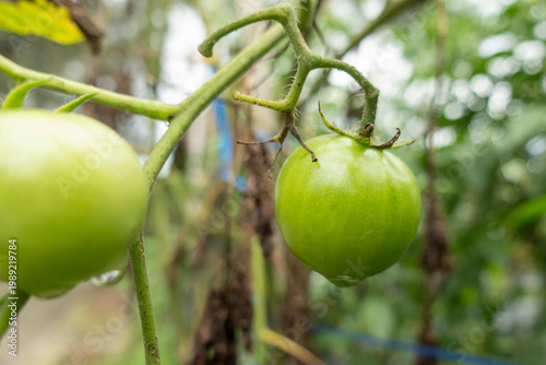 A detailed view of green tomatoes hanging on a vine, showcasing smooth surface texture and natural cultivation in an outdoor agricultural environment.