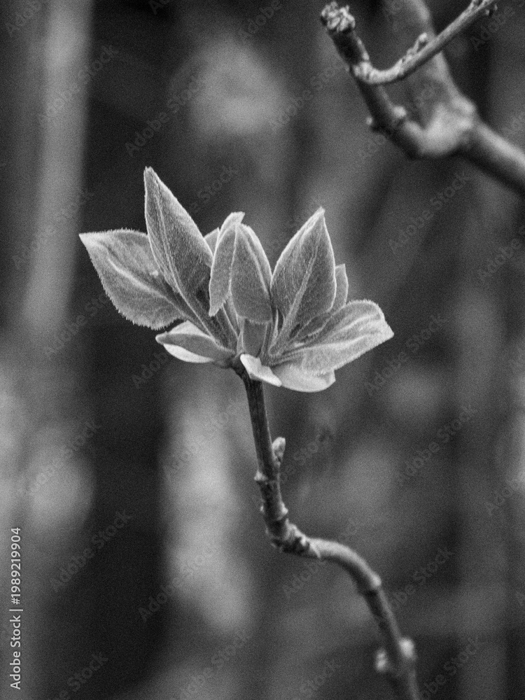 Fototapeta premium Vertical monochrome macro of sprouting tree leaves in spring