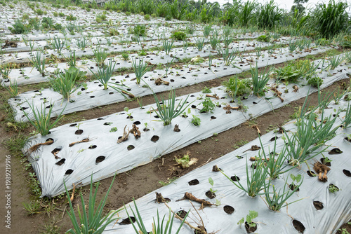 Rows of young onion plants growing on a small farm field with plastic mulch