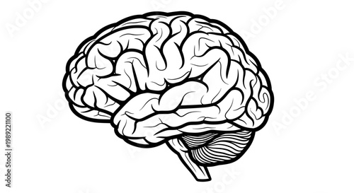 Human Brain Illustration Closeup View.
