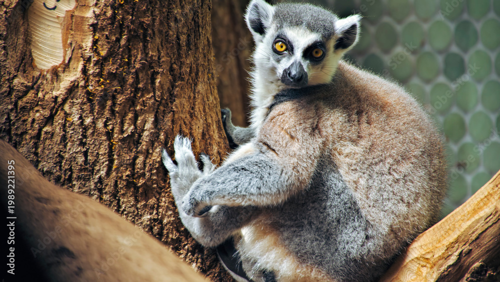 Fototapeta premium View of a yellow-tailed lemur climbing a tree in the Amazon rainforest