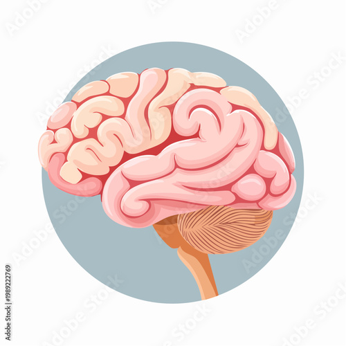Human Brain Anatomical Vector Illustration for Science and Health