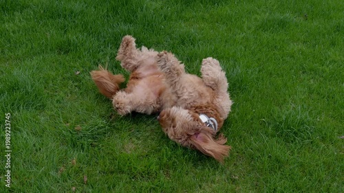 Labradoodle, Goldendoodle, or Poodle dog is lying on its back in green grass, possibly playfully rolling or stretching.. Close up view