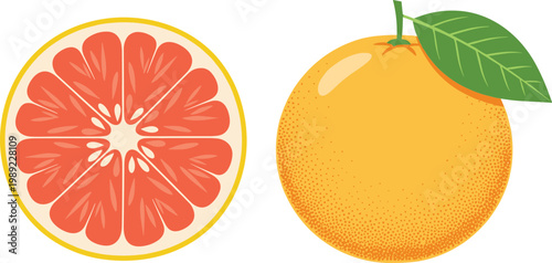 Grapefruit fruit whole and half slice with leaf fresh citrus illustration juicy healthy food vector isolated
