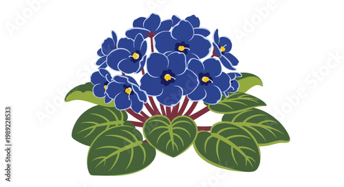Vibrant Blue African Violet Flowers with Green Leaves, Isolated on White Background