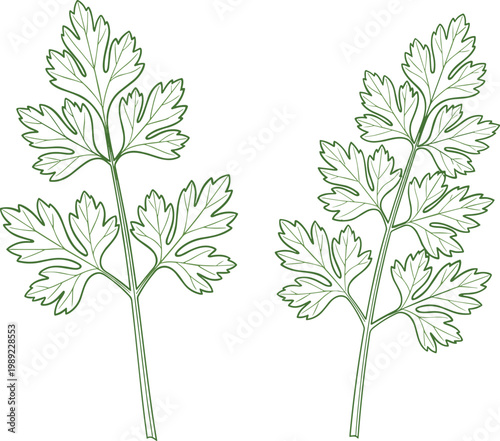 Hand drawn parsley leaves vector illustration botanical herb line art isolated green foliage natural organic plant design
